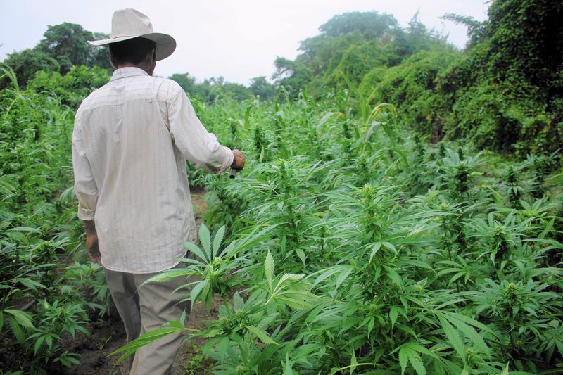 Uganda Marijuana