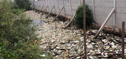 Trash covers mangrove waters in Marunda, North Jakarta. (Warta Kota/Junianto Hamonangan)