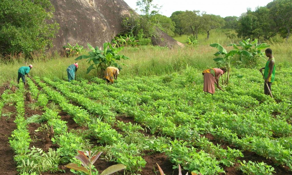 Tanzania: Farmers are facing heavy prison sentences if they continue their traditional seed exchange