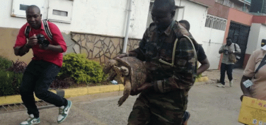 KWS officials were called in to rescue the Tortoise from the Apartment in Kilimani, Nairobi during the Tuesday raid. Photo/JOSEPH MURAYA.