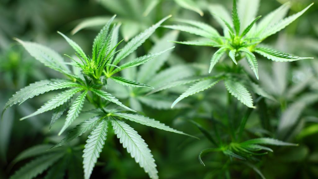 World Health Organization Marijuana