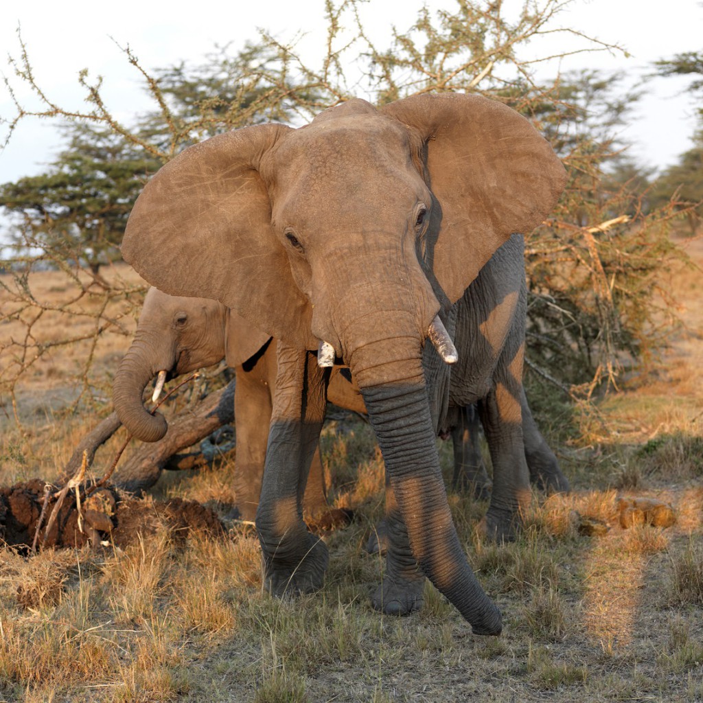 South Sudan has banned all forms of hunting