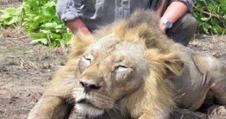 Trophee hunting still remains a huge problem for the conservation of African wildlife