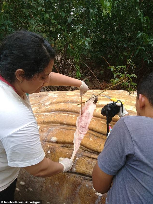 A team from the Bicho D'agua Institute were called in to collect forensic samples to determine the cause of death of the huge whale