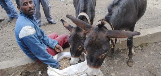 A donkey owner gives his animals healthier food in Ethiopia, where an estimated seven million donkeys are used for transporting water, wood, building materials and people.