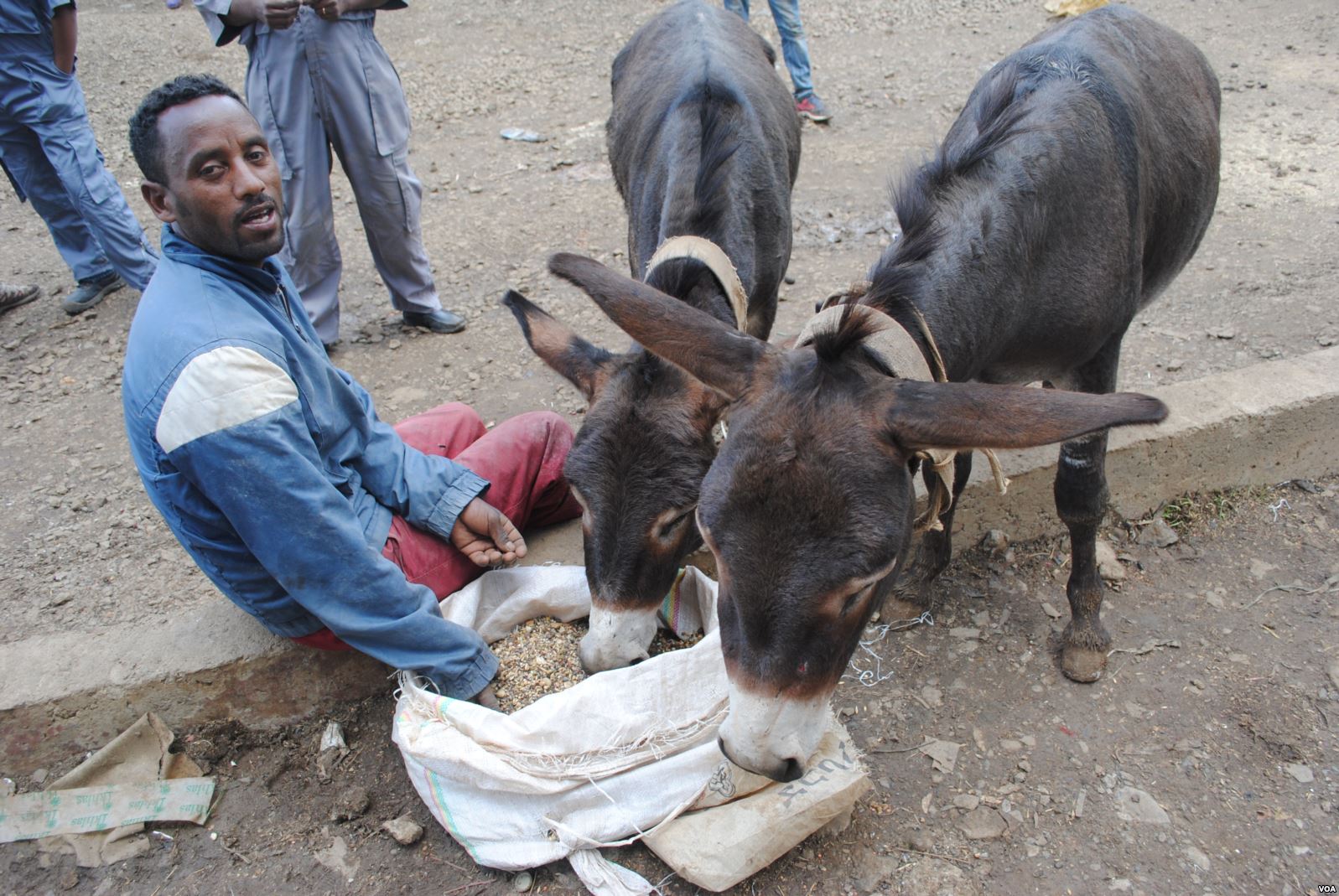 A donkey owner gives his animals healthier food in Ethiopia, where an estimated seven million donkeys are used for transporting water, wood, building materials and people.