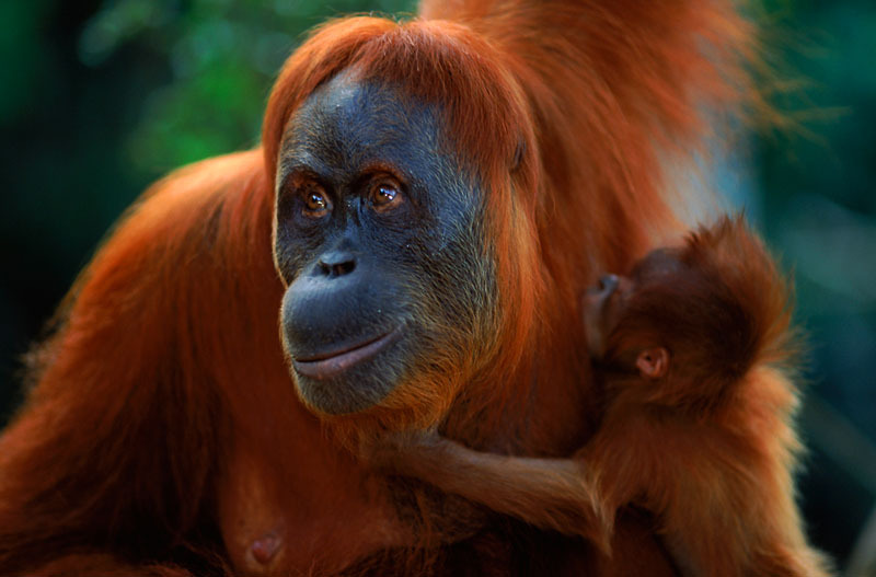 Half Of Plant And Animal Species At Risk From Climate Change