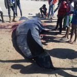 This dead pilot whale washed ashore 21 november 2018