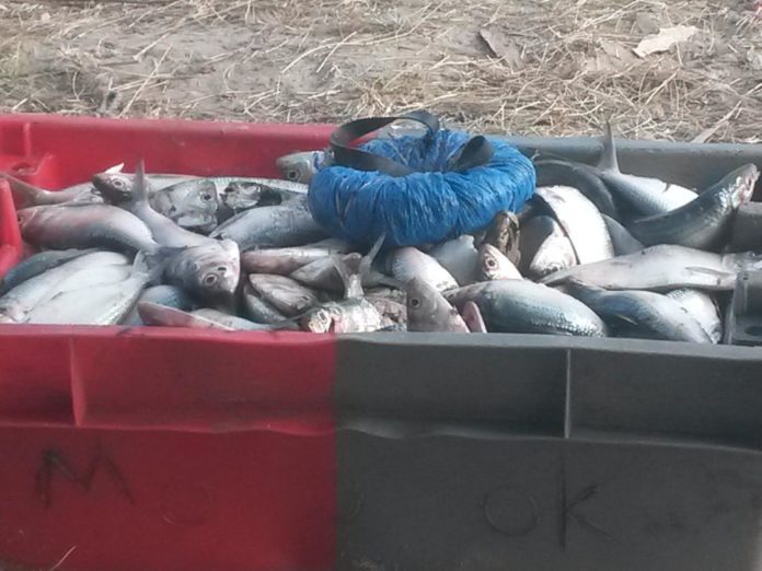 Bonga fish waiting to be processed to pig feed