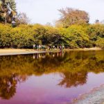 Bolong Fenyo Wildlife reserve, after the chinese came and installed a pipeline for their waste water