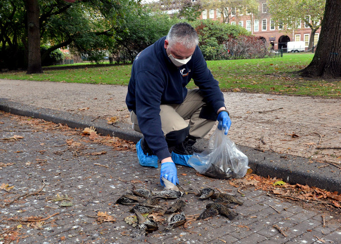 Hundreds of birds dead during 5G experiment in The Hague, The Netherlands