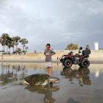 This turtle was found dead on the beach. Also near gunjur