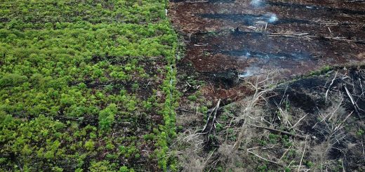 Indonesia Quit Paris Deal Over Palm Oil