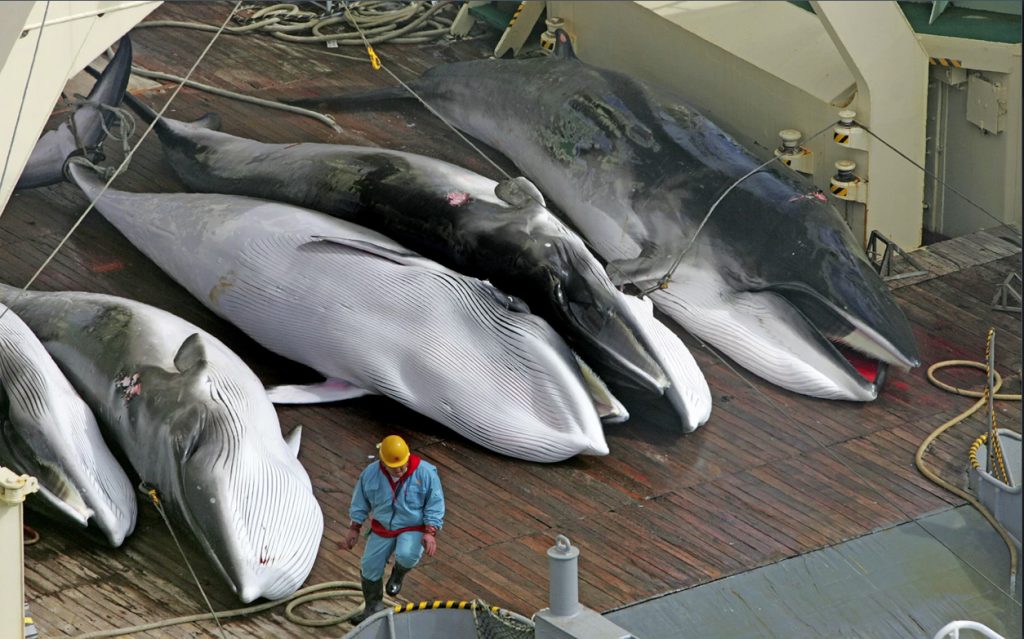 Dead whales on deack of the Japanese Whaling Ship Nishin Maru