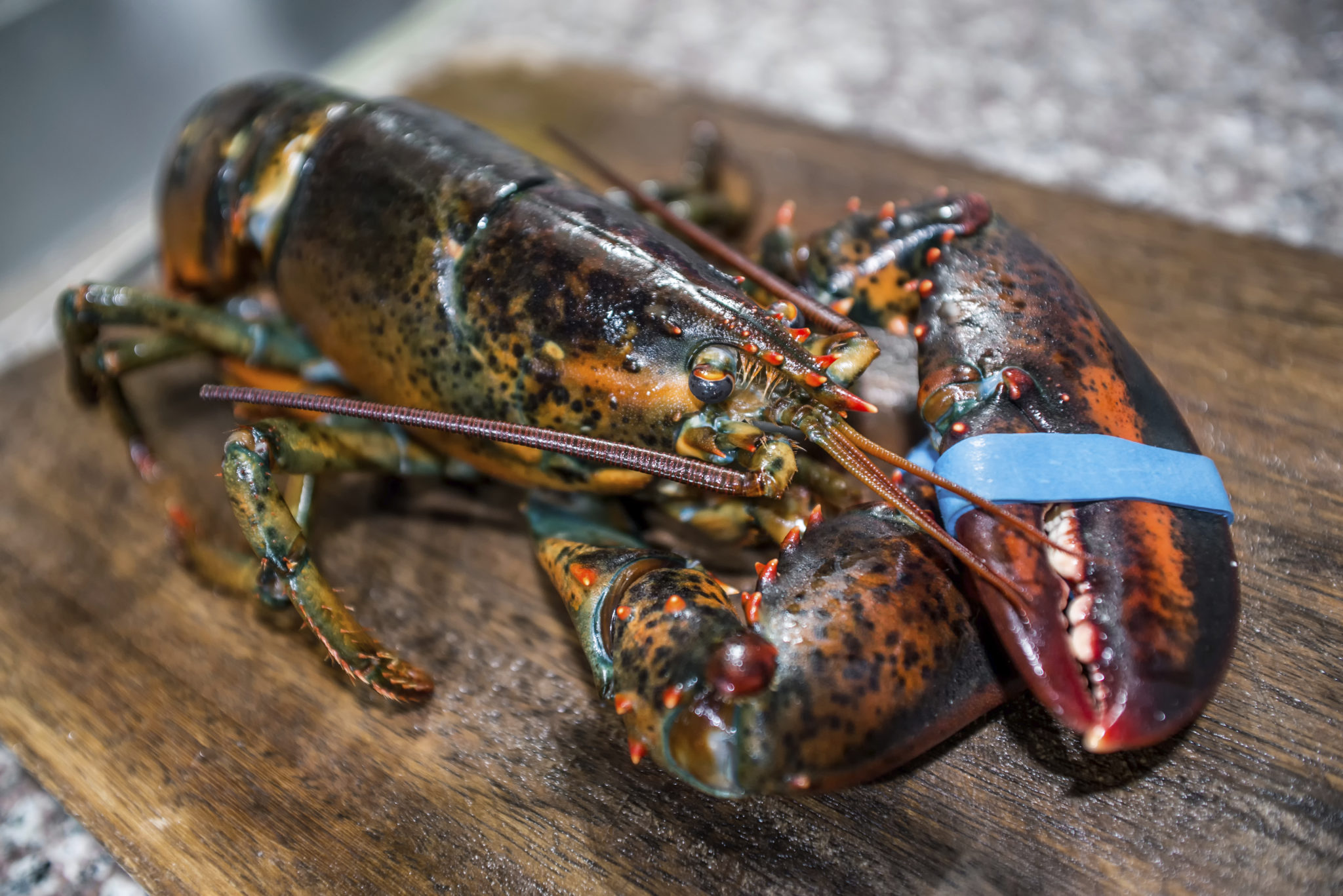 Plastic found inside lobster being prepared for meal in Edinburgh