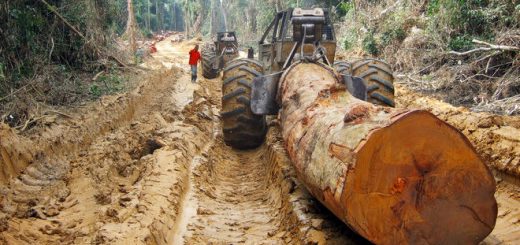 Illegal logging in the Congo, the last untouched rainforest of our planet is in great danger