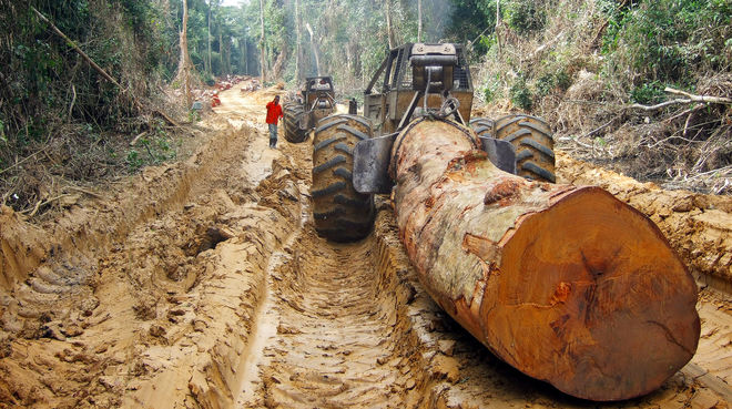 China is Turning the Rainforest into Cheap Furniture for the U.S.