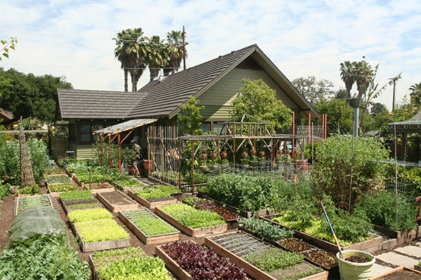 A fifth acre lot, minus the house, garage and driveway, the family has converted the remaining tenth of an acre into a tiny food forest that produces 7000 pounds of food per year with no synthetic fertilizers