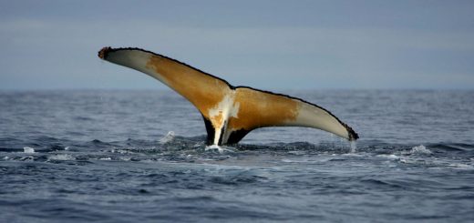 A humpback whale shows its flukes while feeding in Antarctic waters. Photograph: Jiri Rezac/Greenpeace/EPA