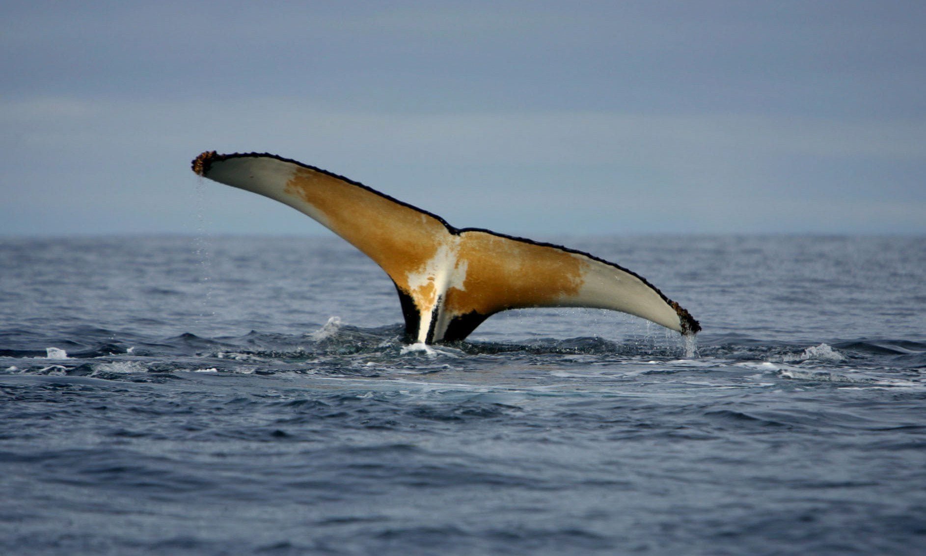 A humpback whale shows its flukes while feeding in Antarctic waters. Photograph: Jiri Rezac/Greenpeace/EPA