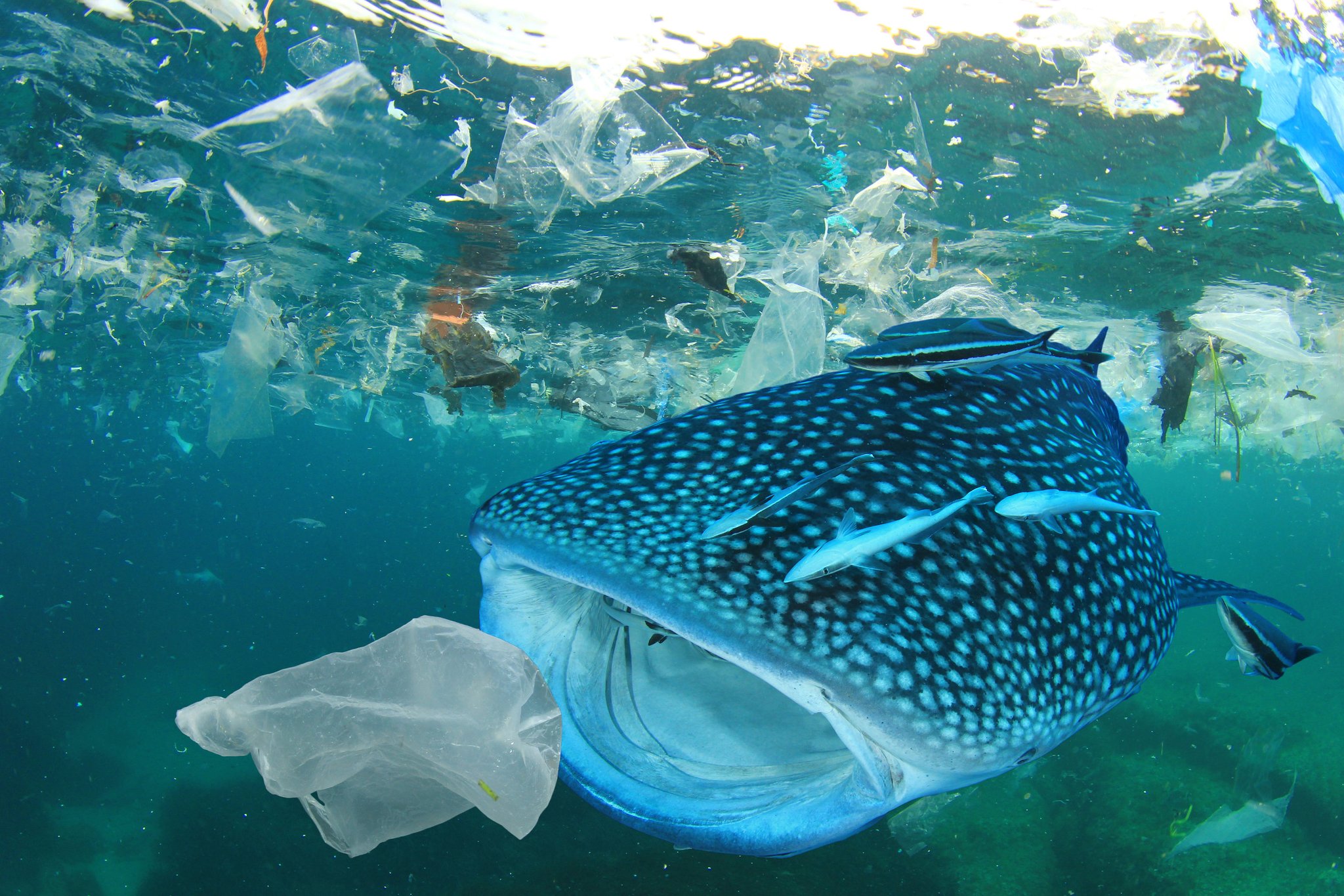 Whale shark eating plastic in asia