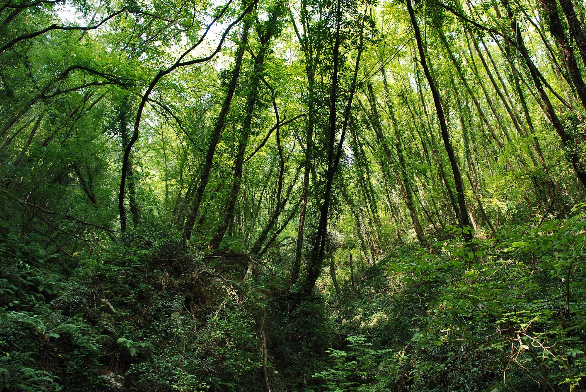 Milan to plant 3 million trees by 2030 to fight climate change and improve air quality