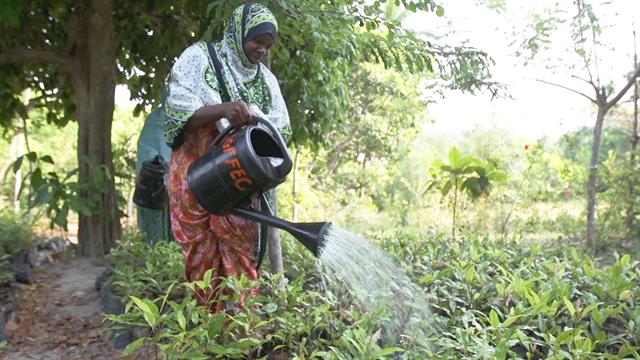 This island was on the brink of disaster. Then, they planted thousands of trees