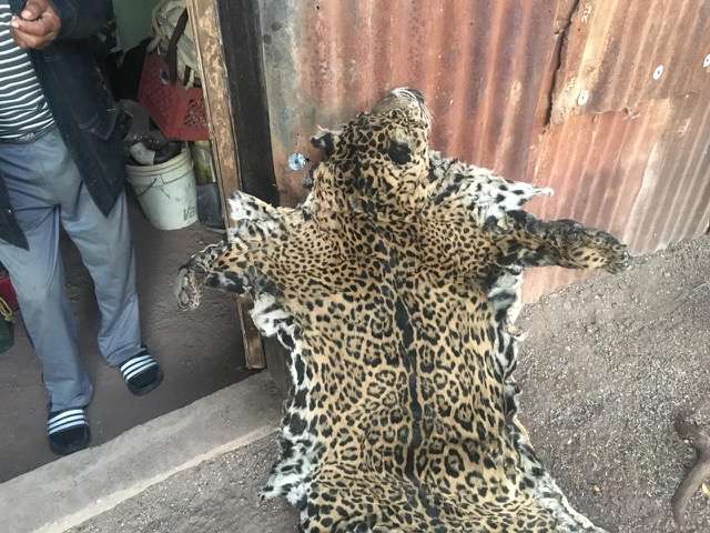 IUSA jaguars killed