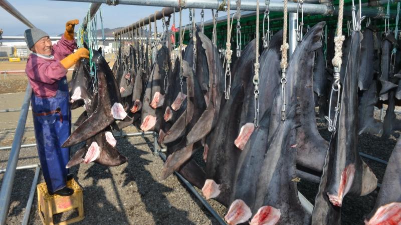 Shark fins hang out to dry in China