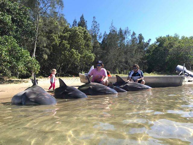 Mass slaughter of breeding bull sharks in Australia, the media think it’s something to boast about