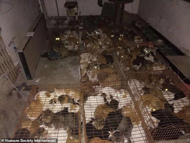 A total of 375 cats in the abattoir were discovered by a pet owner and an animal rescue group on December 1 in the port city of Tianjin when they were out looking for his lost pet cat