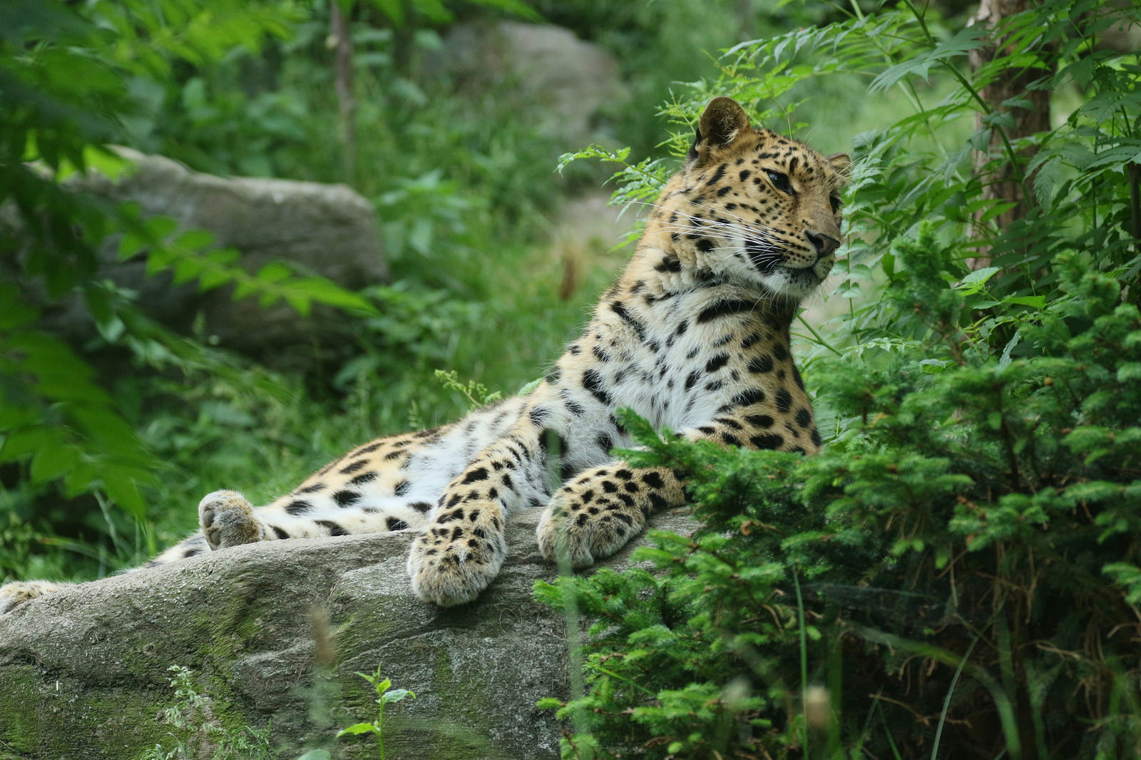 China can help avert an extinction crisis