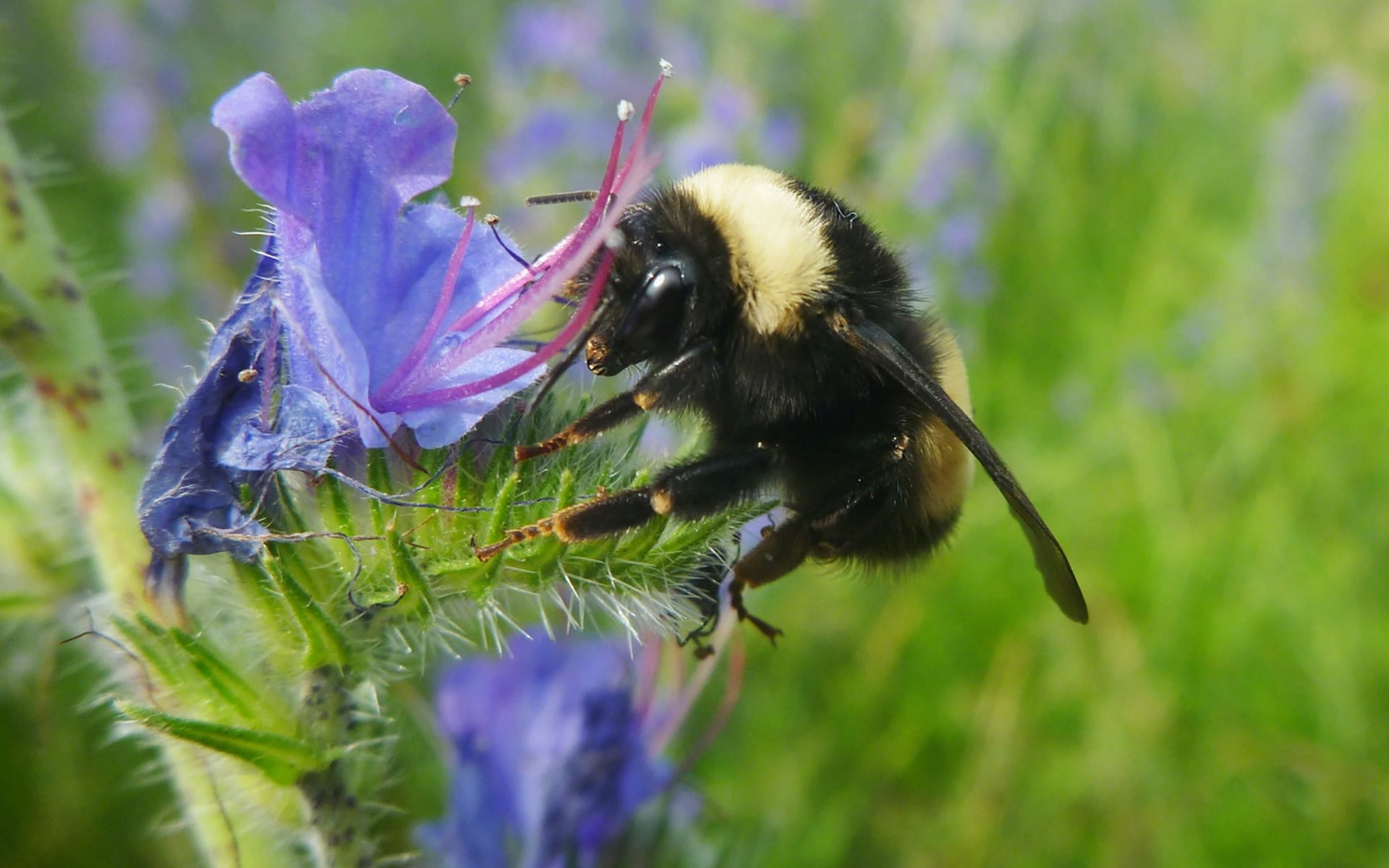 France Bans All Pesticides As First Country In Europe