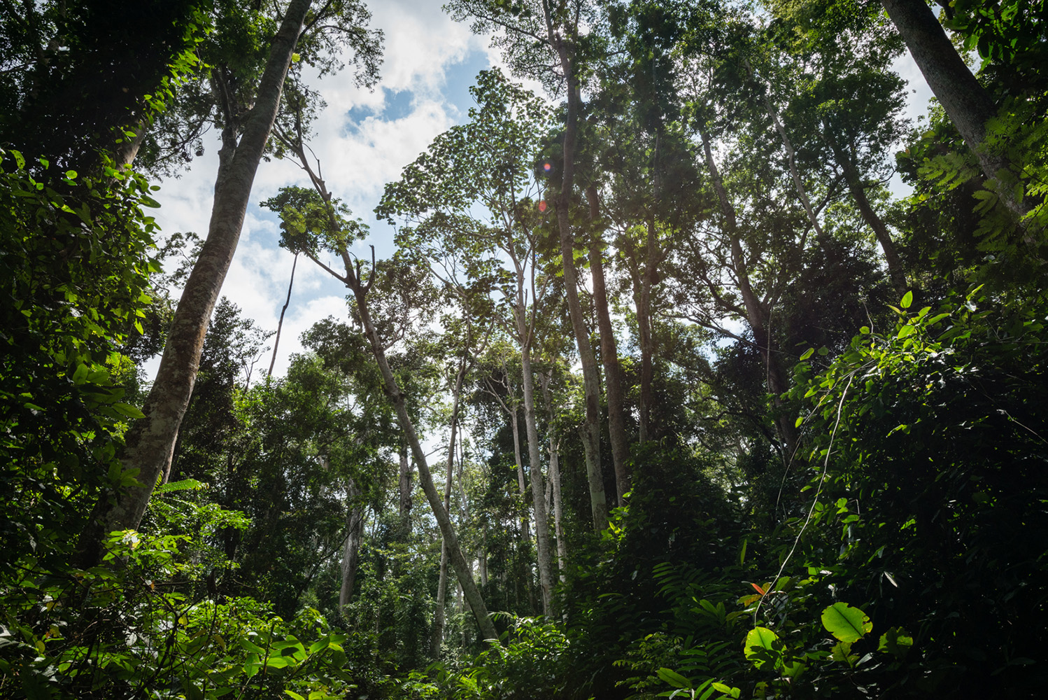 Planting Trillions of Trees Could Cancel Out CO2 Emissions