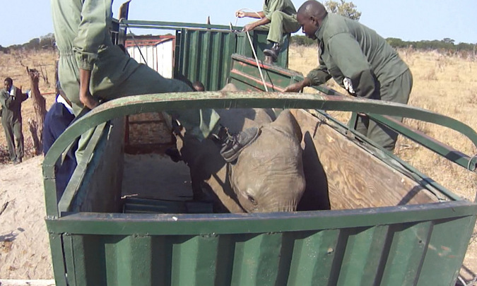 Zimbabwe: Baby Elephants Separated From Their Mums To Be Sold To Zoos In China