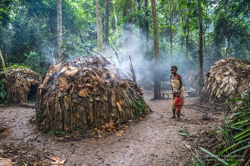 cameroon forest cut down