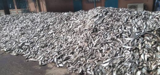 depletion sardinella in africa