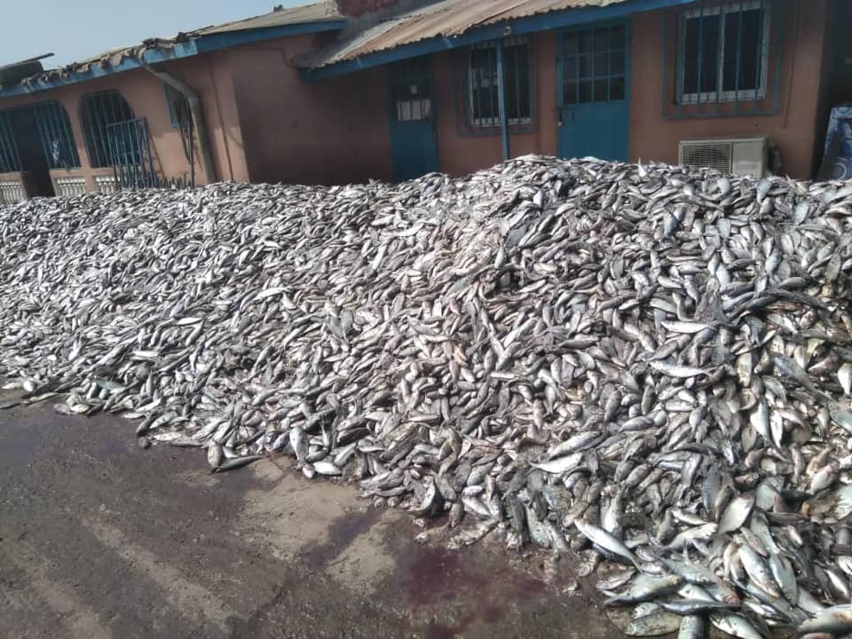Mountains of Bonga fish waiting to be processed to pig feed in Golden Lead Factory in the Gambia