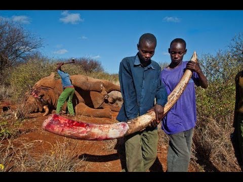 Chinese ‘Ivory Queen’ smuggler sentenced to 15 years jail in Tanzania