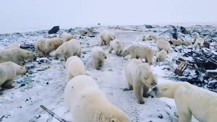 Russian Islands Declare Emergency After Mass Invasion Of Polar Bears
