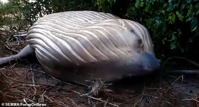 Despite the whale being found dead deep in the Amazonian jungle, it was found with no visible signs of injury.