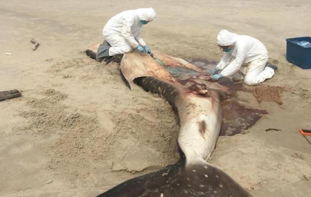 Sabah Whale Shark Died Of Starvation After Eating Plastic Bags