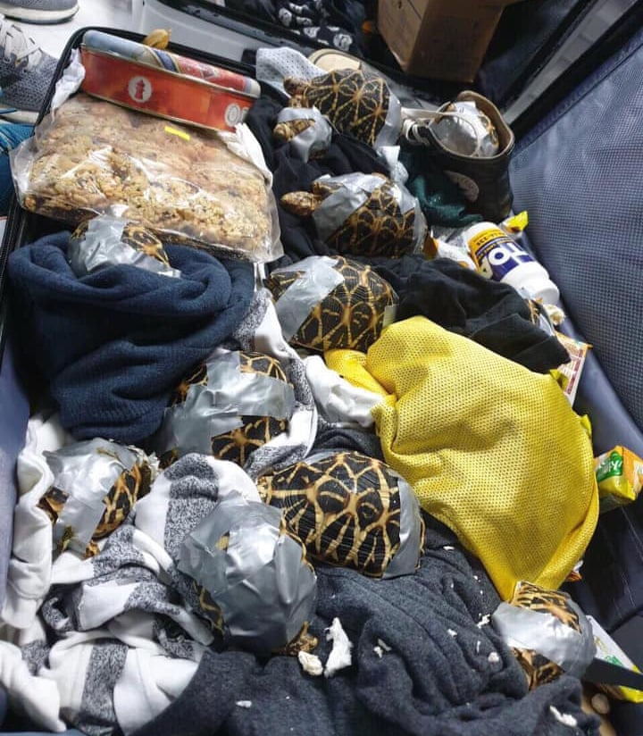 The turtles were apprehended and turned over by Bureau of Customs NAIA to DENR Wildlife Traffic Monitoring Unit. Photograph: BUREAU OF CUSTOMS NAIA/Facebook