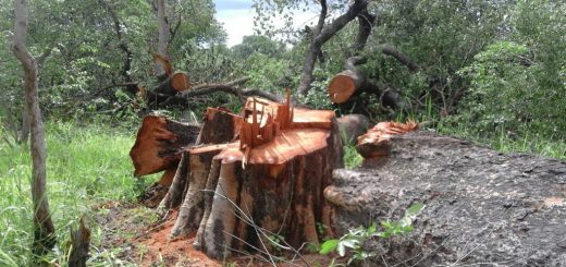 illegal logging of rare trees in namibia