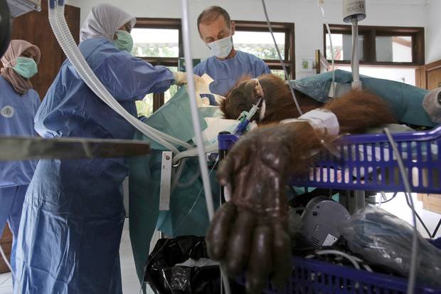 orangutan shot in sumatra