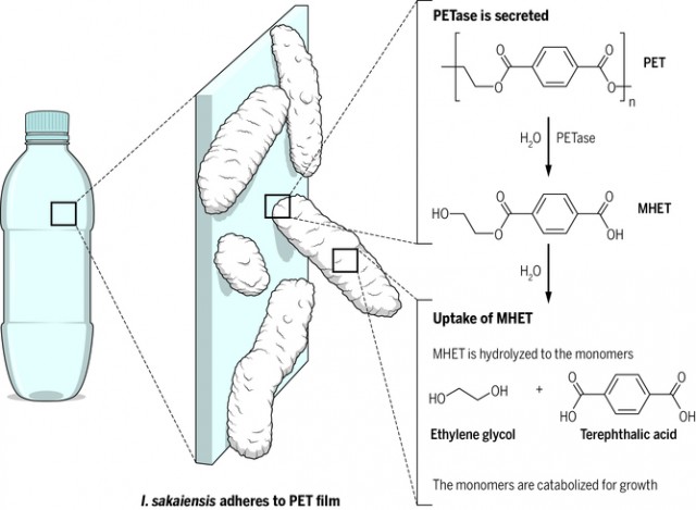 Plastic Eating Bacteria Set To Revolutionize Waste Disposal