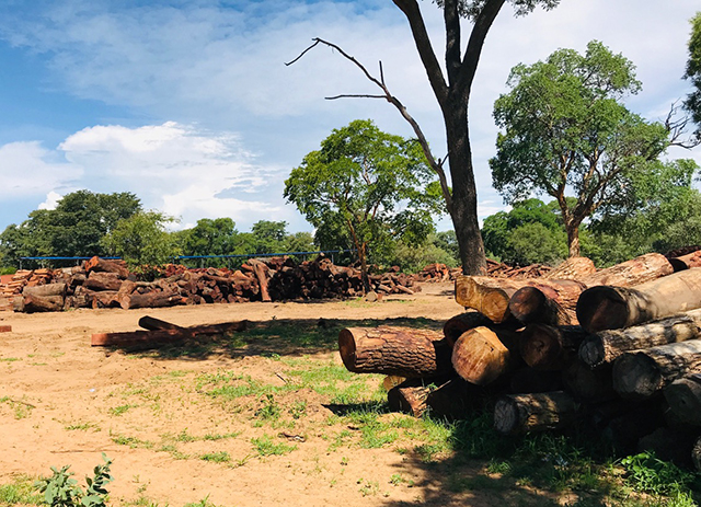 68 000 rare trees cut in Kavango East – Shifeta