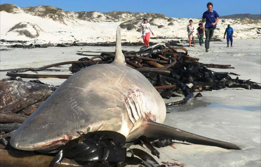 Dead Sharks Litter The Shores Of Gansbaai, South Africa