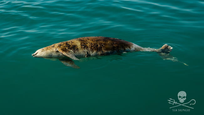 The Vaquita Is Going Extinct Before Our Eyes, With Barely 10 Left Alive