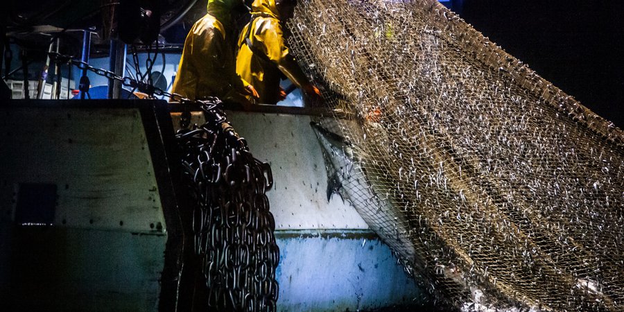 France: Hundreds Of Mutilated Dolphins Caught In Nets Found On Beach